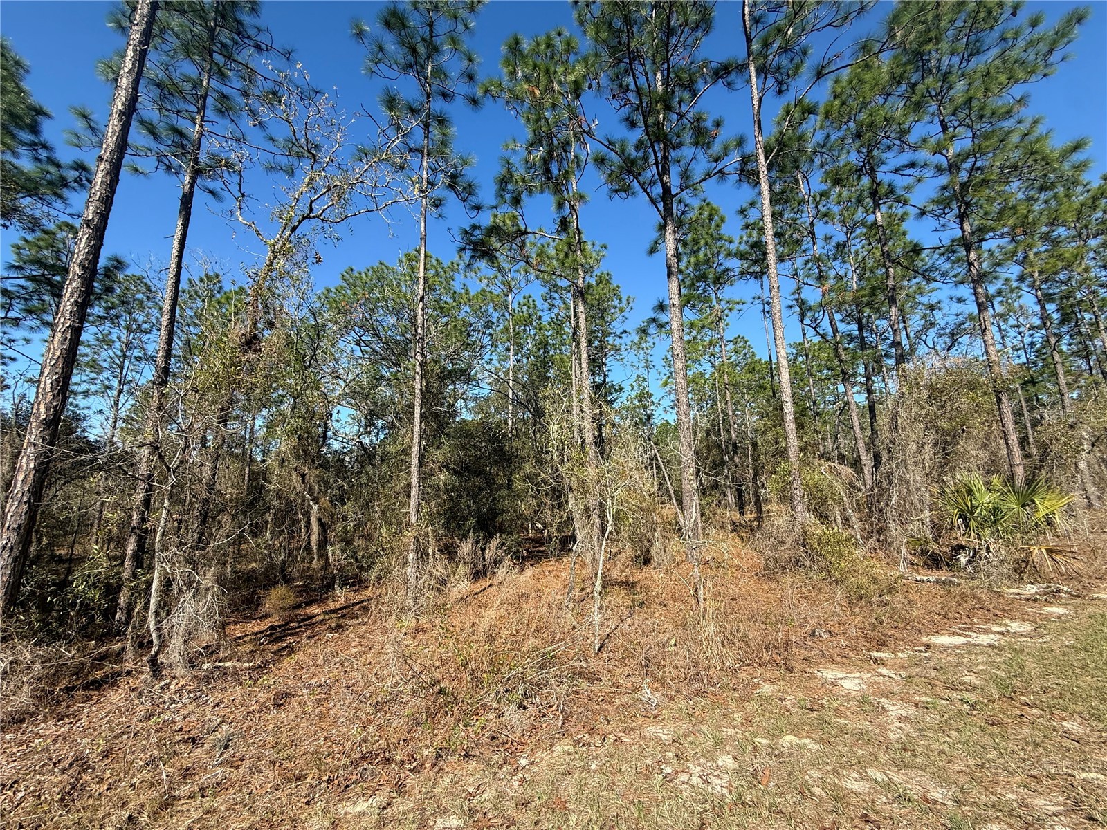 Lot 13 SE 129 Court Dunnellon FL 34431 TB8483901 image2