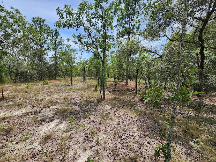 Lot 14 SW Indian Hill Drive Dunnellon FL 34431 OM706267 image1