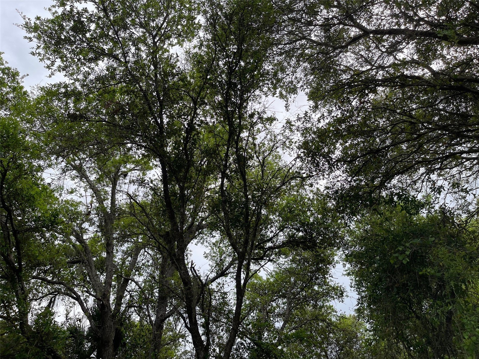 Lot 15 Ananas Road North Port FL 34288 A4687976 image2