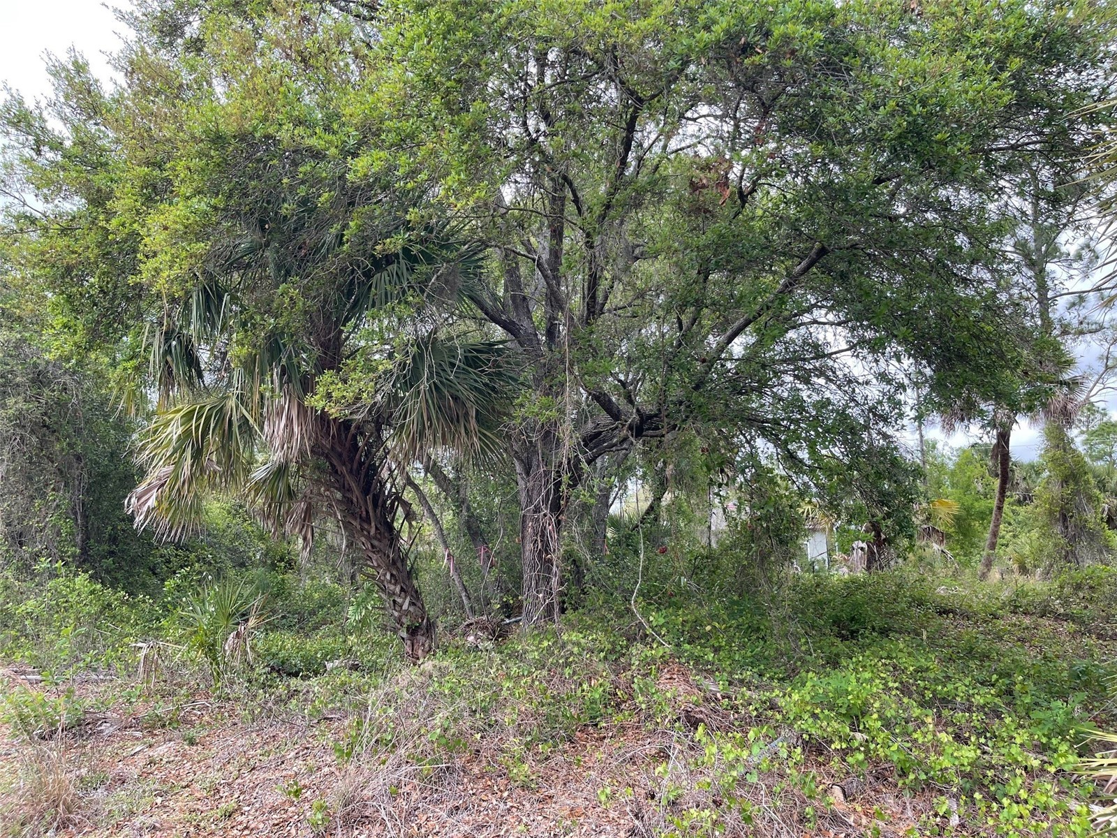 Lot 15 Ananas Road North Port FL 34288 A4687976 image4