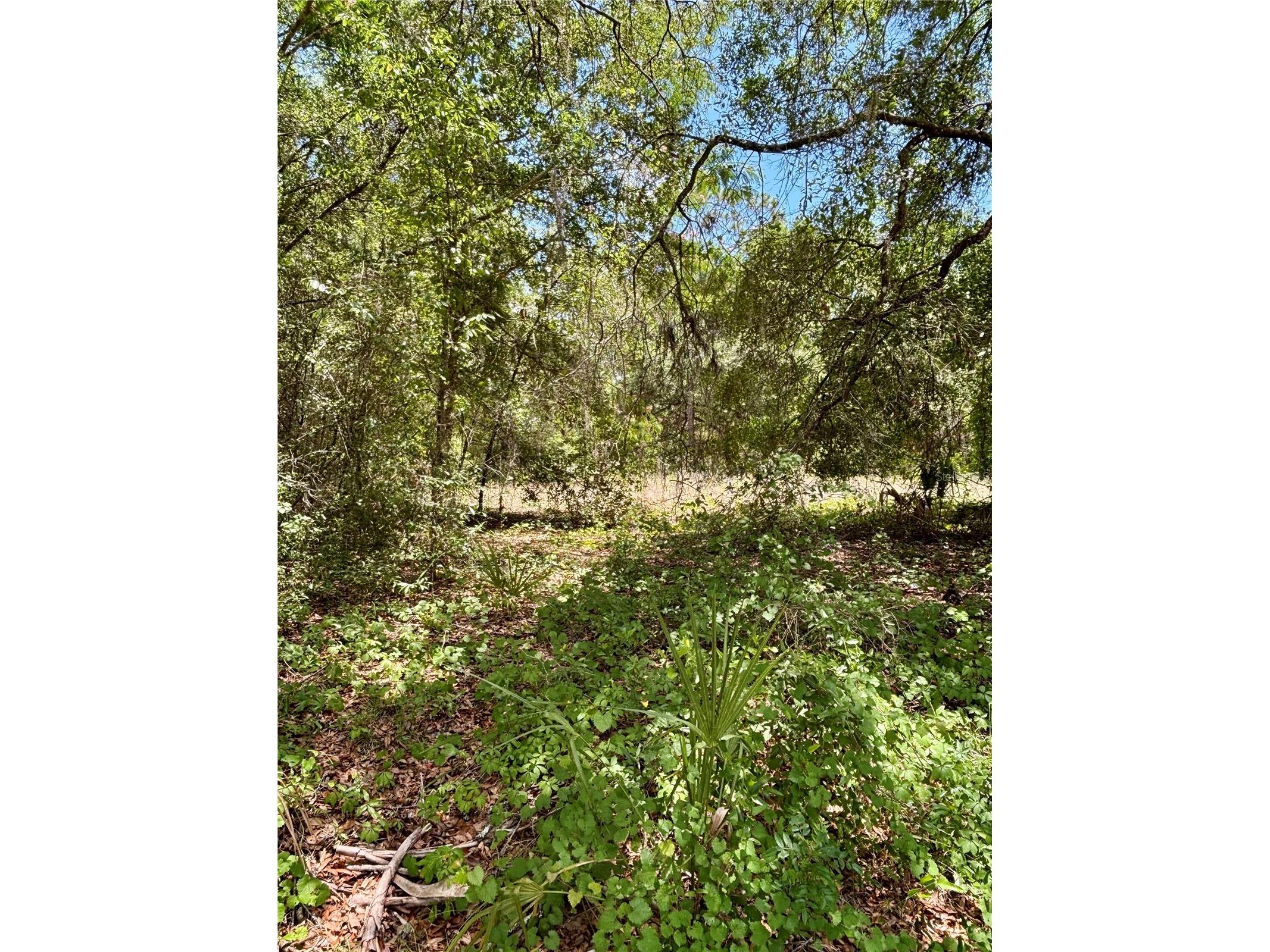 Lot 15 SW Shorewood Drive Dunnellon FL 34431 - TIGER LAKE AND BONABLE LAKE OM724937 image3