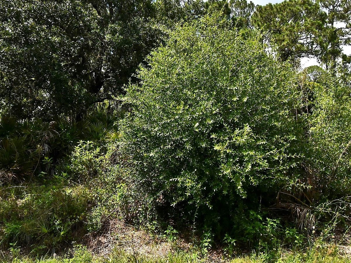 Lot 16 Rentscher Avenue North Port FL 34291 A4685186 image1