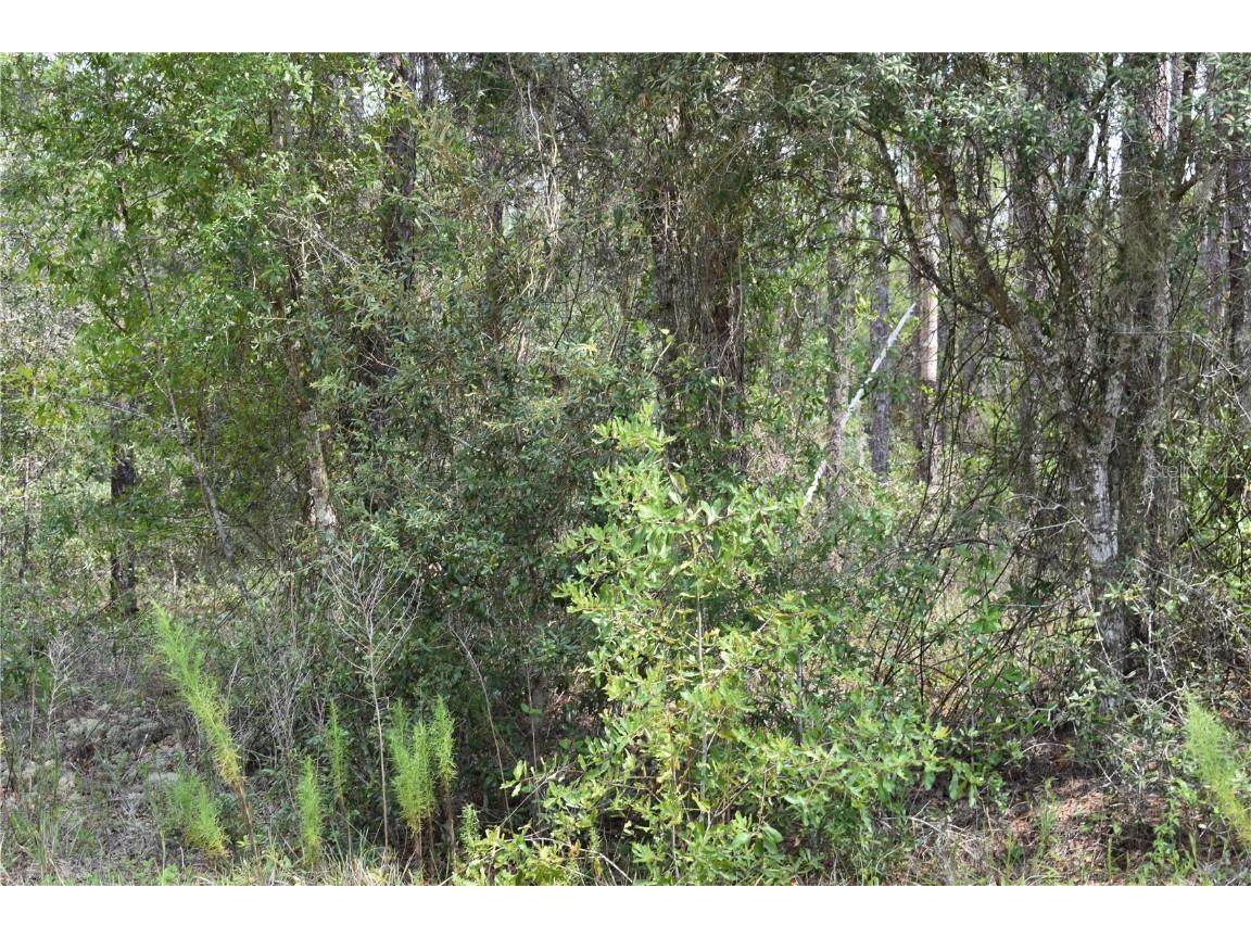 Lot 16 SW White Sands Road Dunnellon FL 34431 OM661394 image1