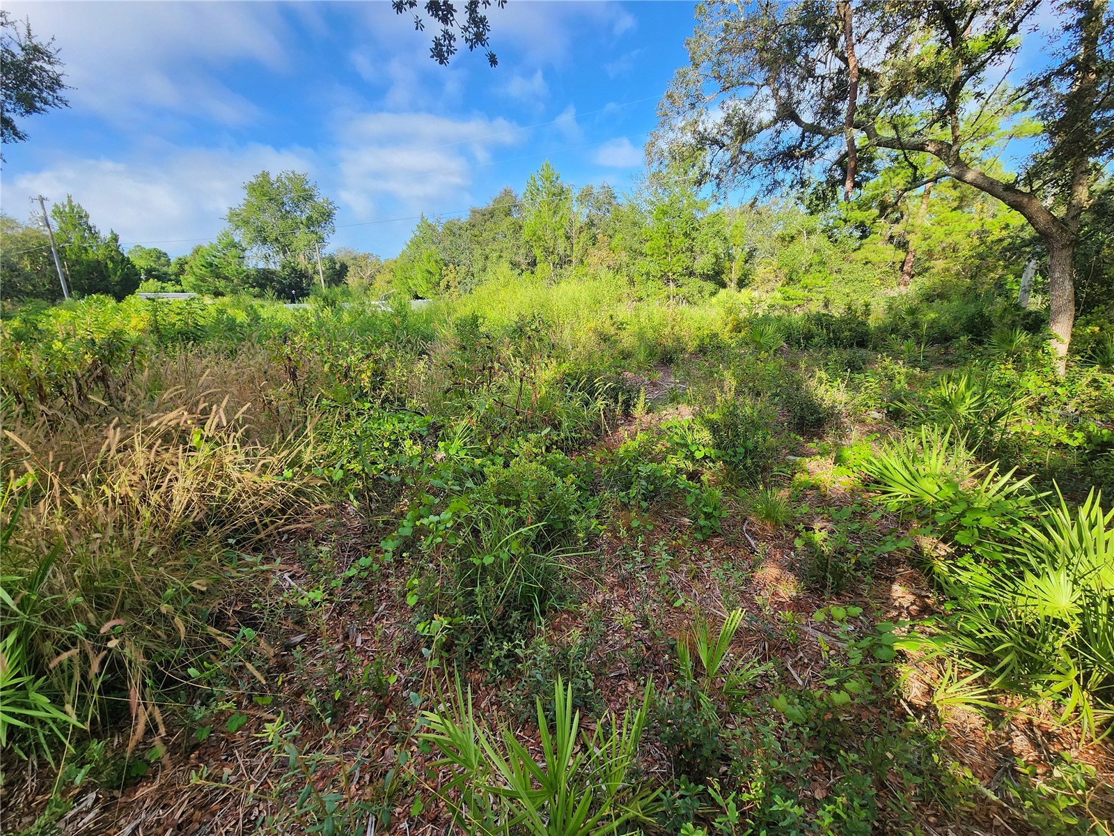 Lot 17-24 Palmetto Street Paisley FL 32767 O6243314 image11