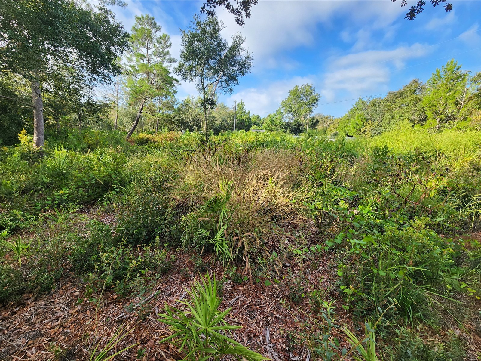 Lot 17-24 Palmetto Street Paisley FL 32767 O6243314 image12