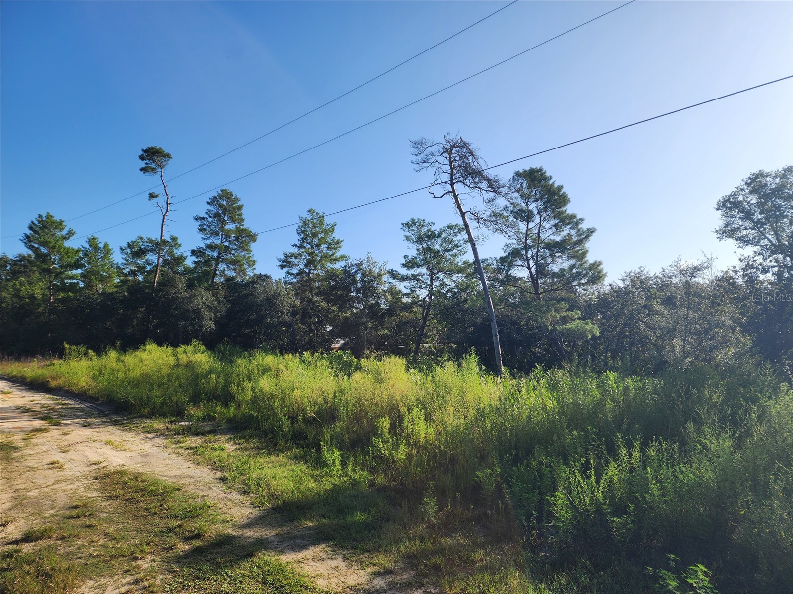 Lot 17-24 Palmetto Street Paisley FL 32767 O6243314 image16