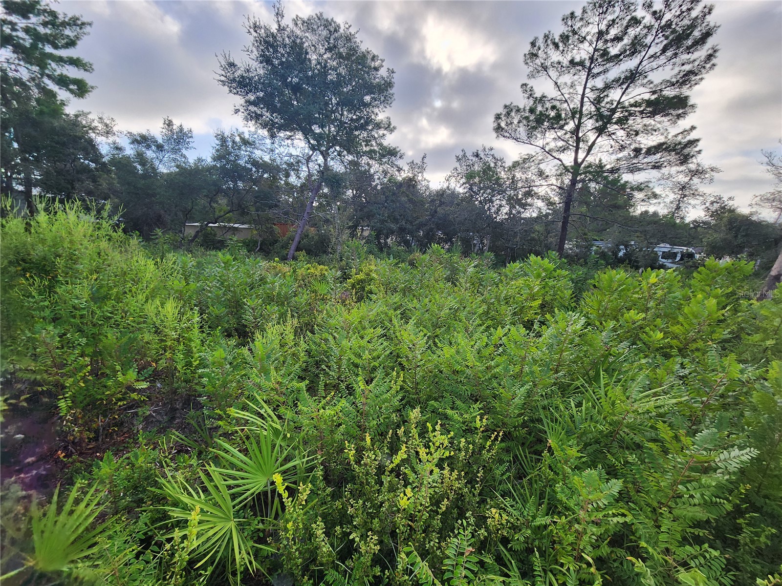 Lot 17-24 Palmetto Street Paisley FL 32767 O6243314 image9