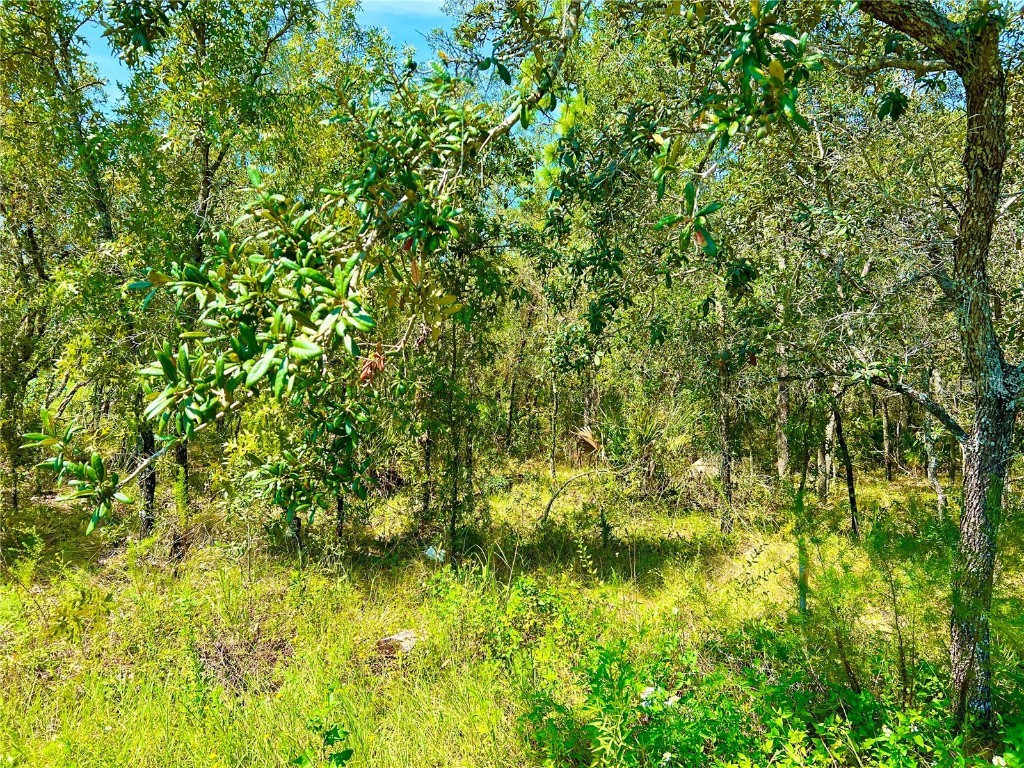 Lot 18 Limpkin Road Brooksville FL 34614 T3470397 image1