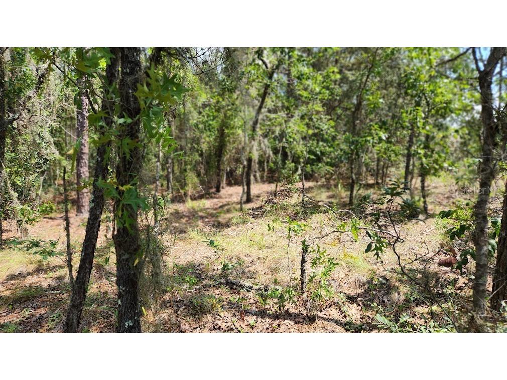 Lot 2 SW 61st Place Road Ocala FL 34481 OM660188 image1