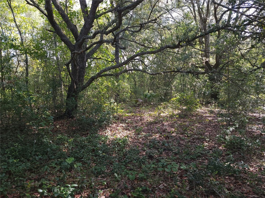Lot 20 SE Fisher Lane Pass Ocklawaha FL 32179 OM712974 image6