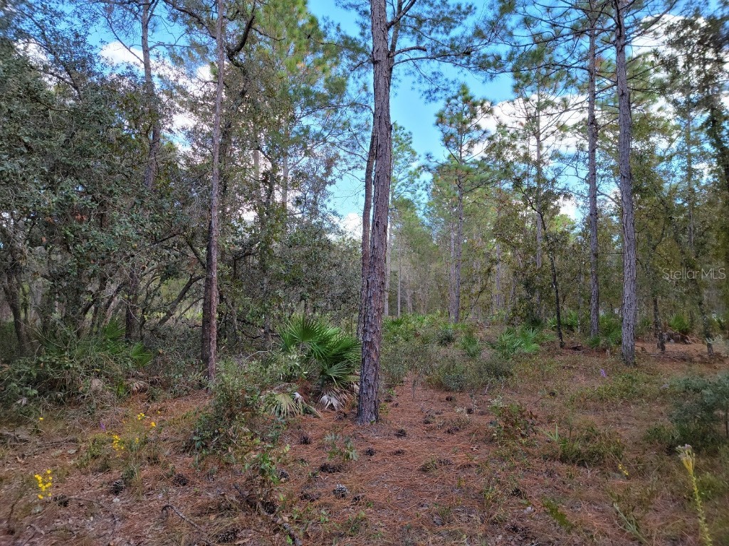 Lot 21 Hardeman Junction Weeki Wachee FL 34614 T3413146 image1