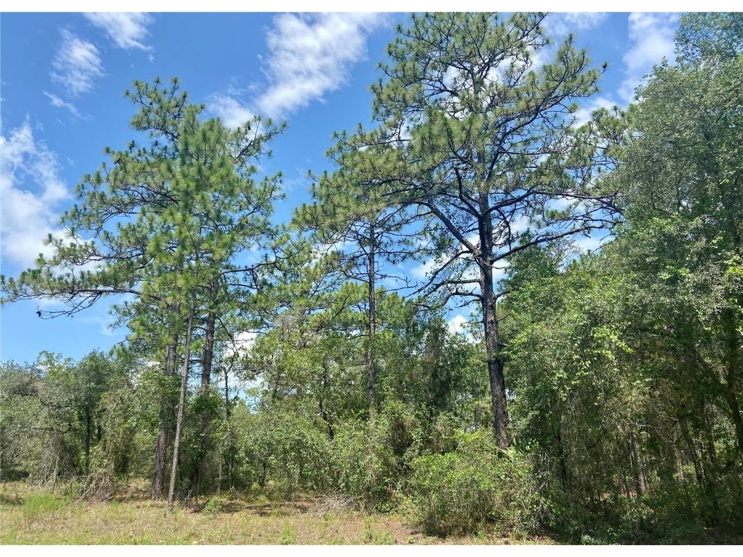 Lot 22 SW 206 Avenue Dunnellon FL 34431 OM660298 image1