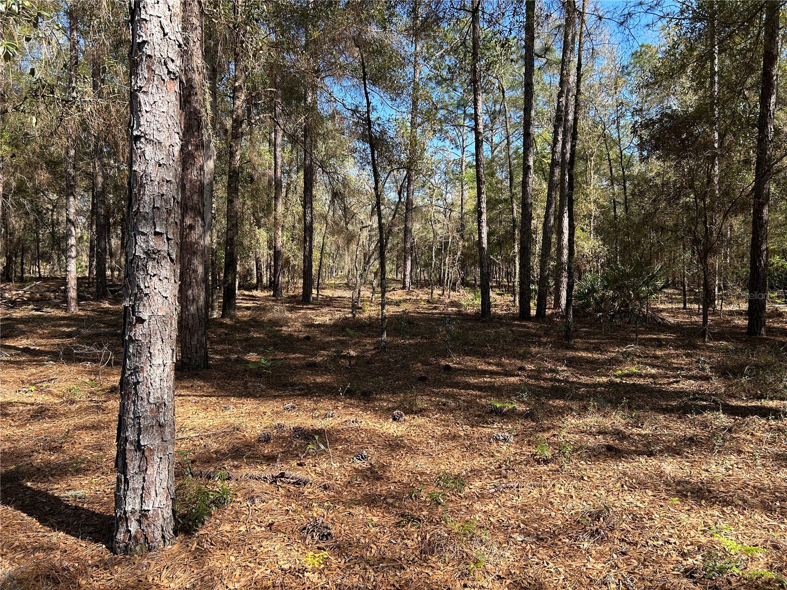 Lot 23 Sw 181st Cir Dunnellon FL 34432 TB8499207 image1