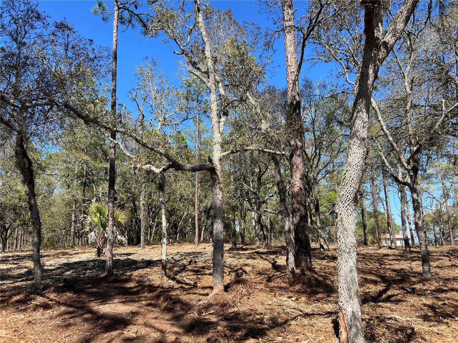 Lot 25 SW Timberlake Road Dunnellon FL 34431 OM721362 image14