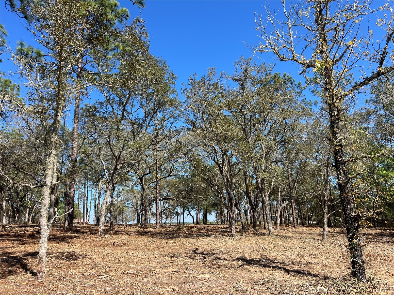 Lot 25 SW Timberlake Road Dunnellon FL 34431 OM721362 image2
