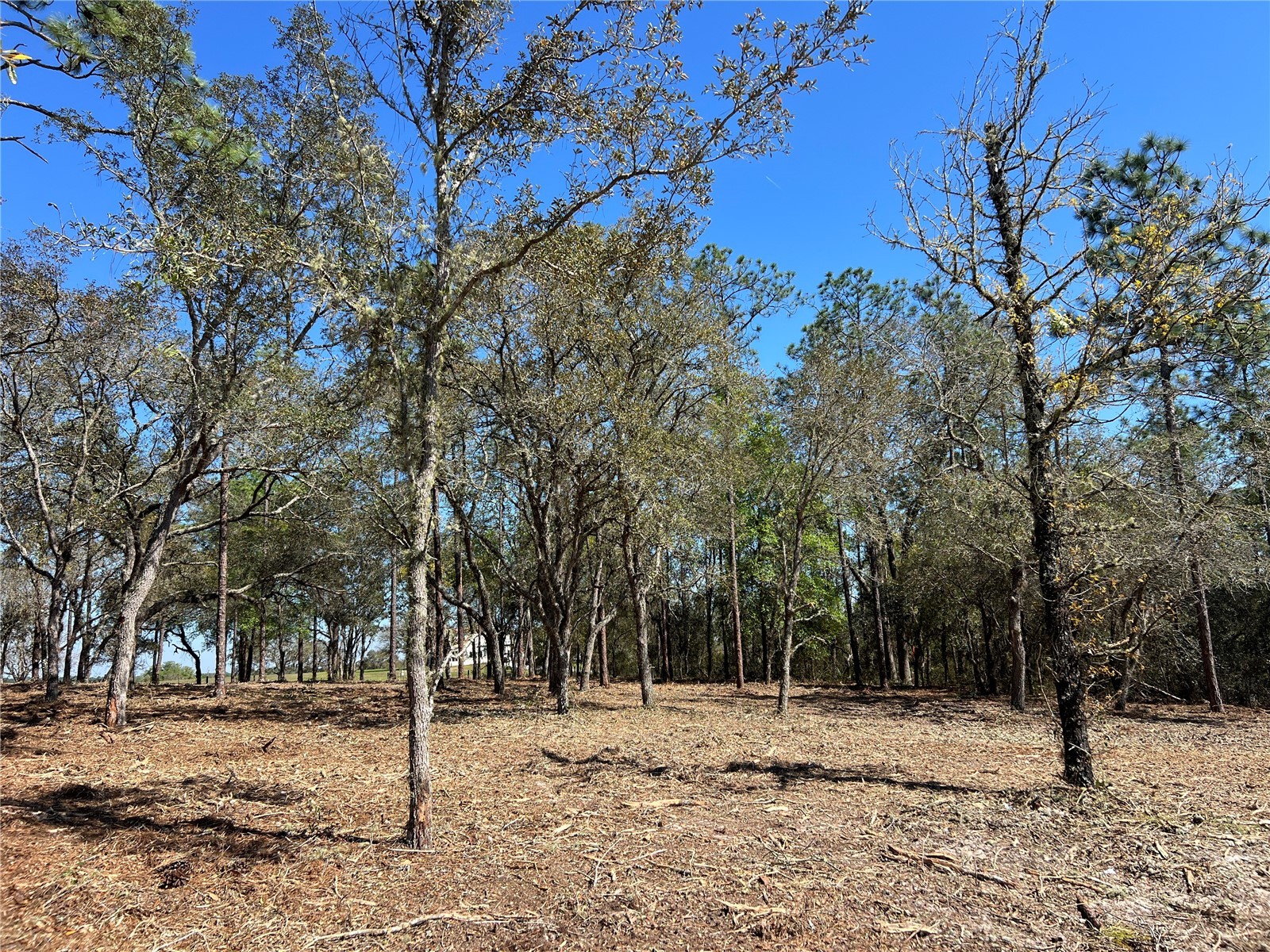 Lot 25 SW Timberlake Road Dunnellon FL 34431 OM721362 image4