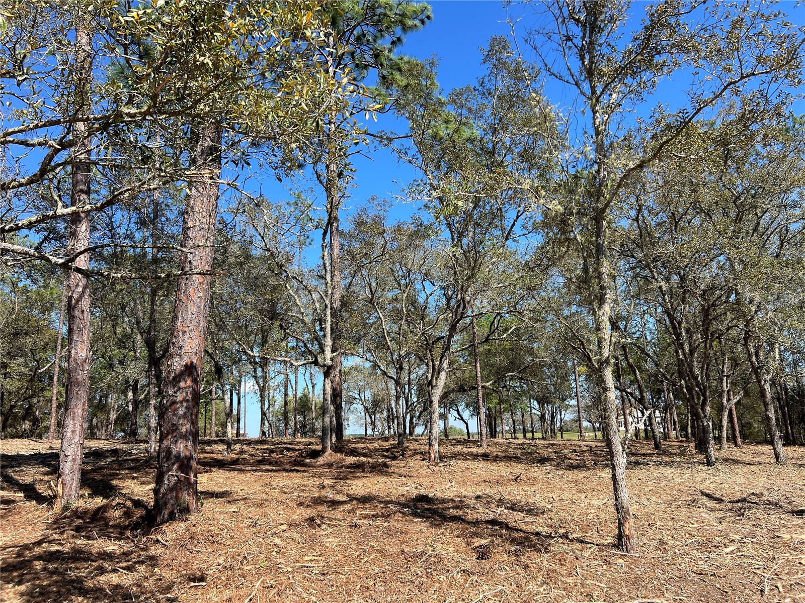 Lot 25 SW Timberlake Road Dunnellon FL 34431 OM721362 image7