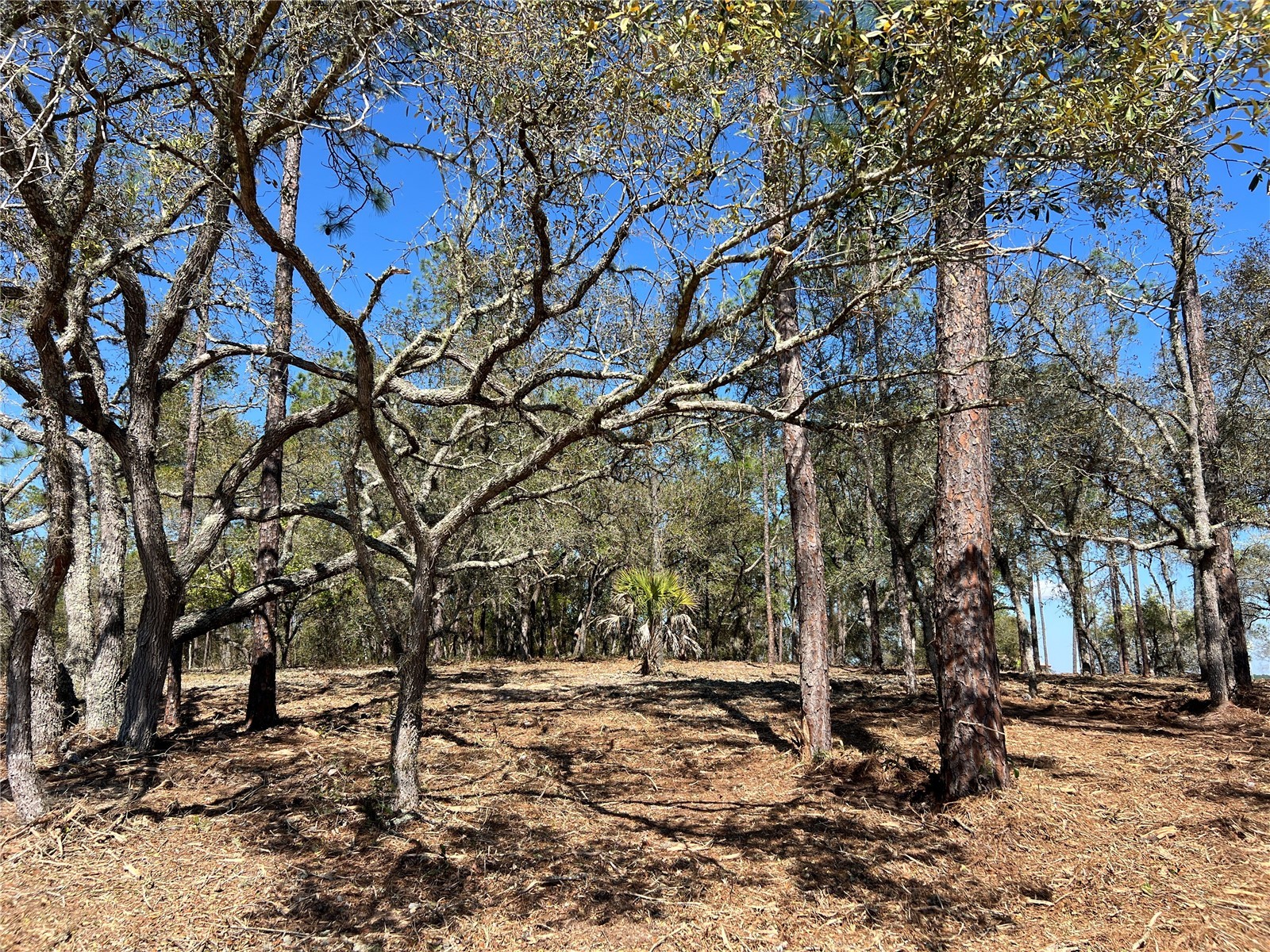 Lot 25 SW Timberlake Road Dunnellon FL 34431 OM721362 image9