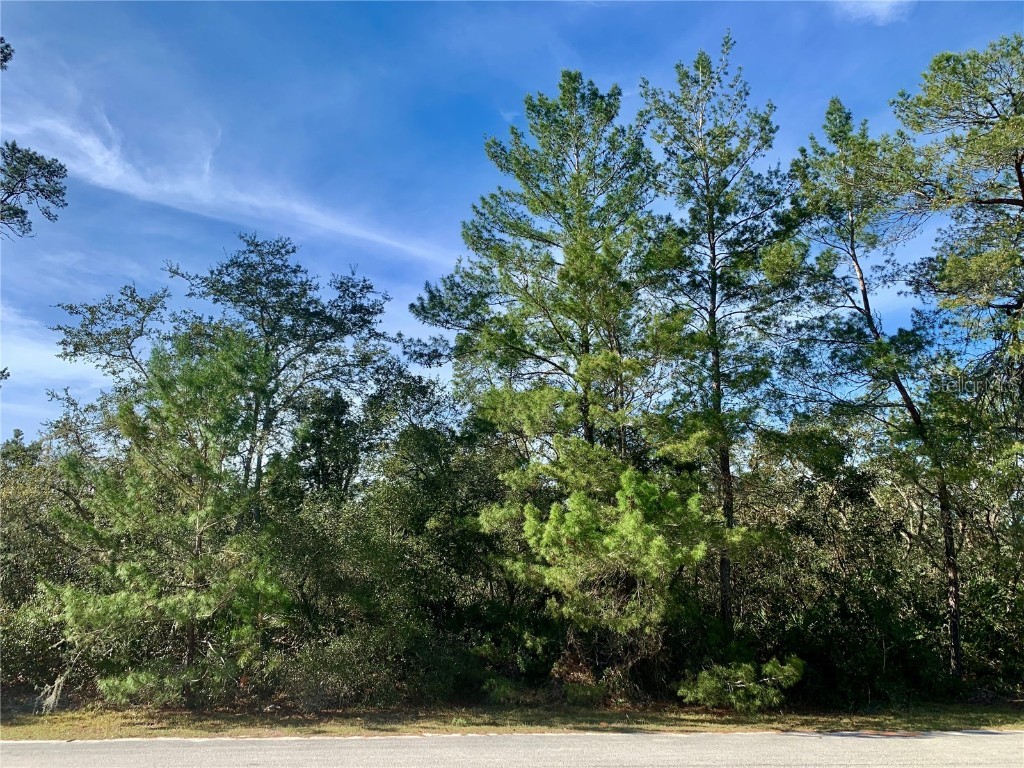 Lot 26 Balsam Street Eustis FL 32736 - LAKE NORRIS G5076810 image1