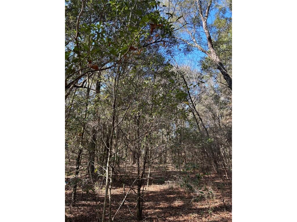 Lot 26 SW Grandview Avenue Dunnellon FL 34431 O6235253 image1