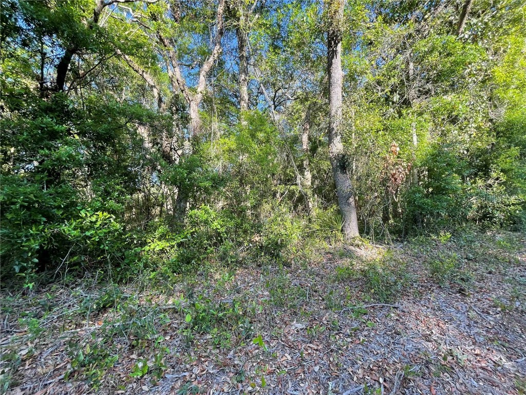Lot 3 NW 82 Court Chiefland FL 32626 OM699385 image1