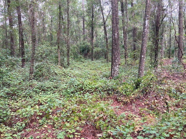 Lot 3 SW 170th Street Archer FL 32618 GC524584 image10