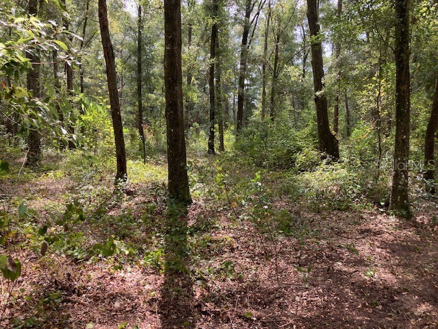 Lot 3 SW 170th Street Archer FL 32618 GC524584 image7