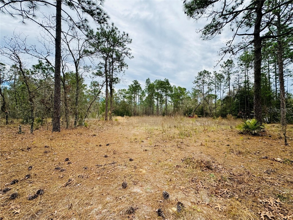Lot 3 SW 93rd Street Dunnellon FL 34432 OM670633 image1