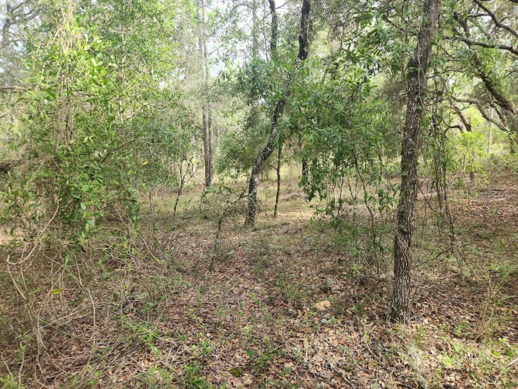 Lot 3 SW Nectarine Lane Dunnellon FL 34431 OM706823 image2
