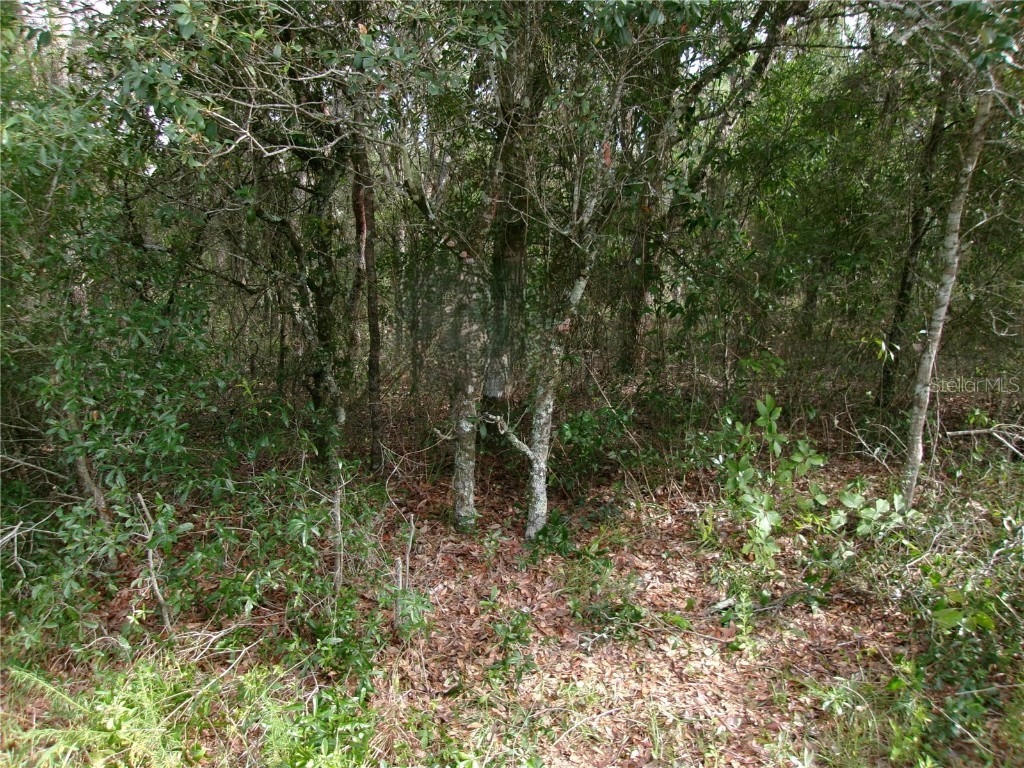 Lot 3 SW Nectarine Lane Dunnellon FL 34431 OM706823 image6