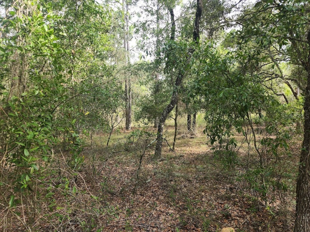 Lot 3 SW Nectarine Lane Dunnellon FL 34431 OM706823 image9