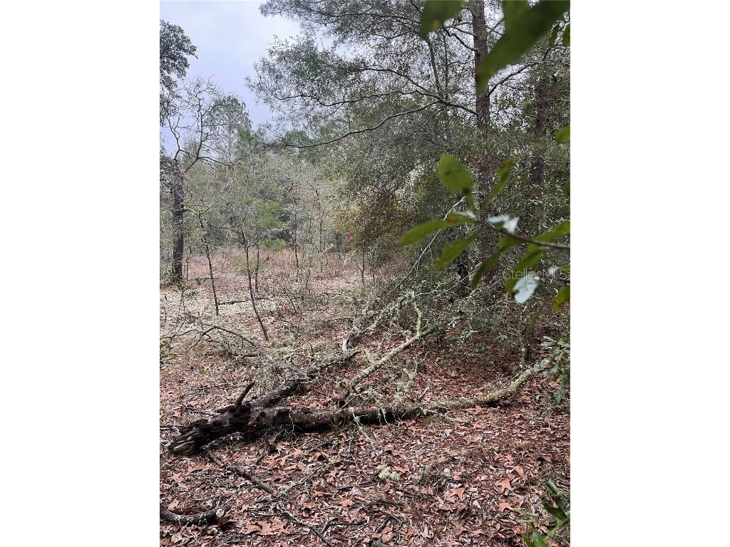 Lot 36 SW Monines Court Dunnellon FL 34431 OM693610 image5