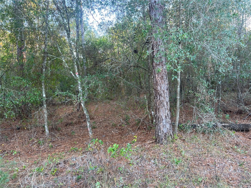 Lot 4+ Blair Avenue Brooksville FL 34604 W7881517 image3