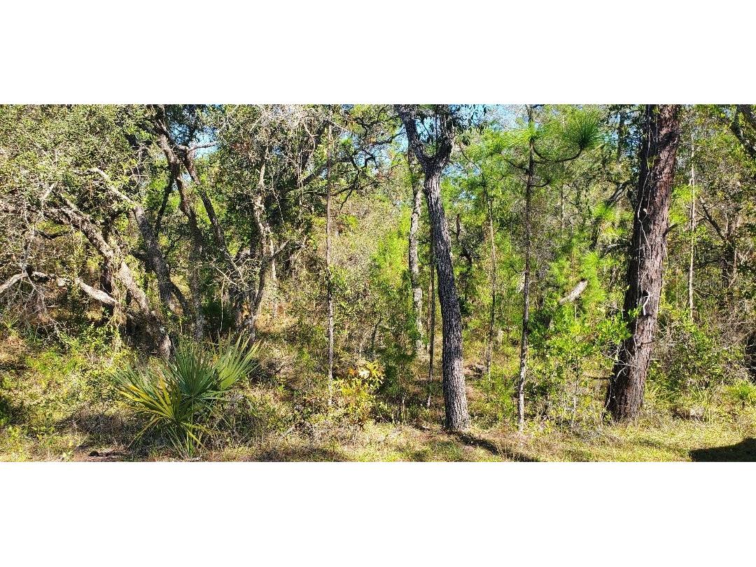 Lot 56 Michigan Avenue Weeki Wachee FL 34613 W7883497 image1