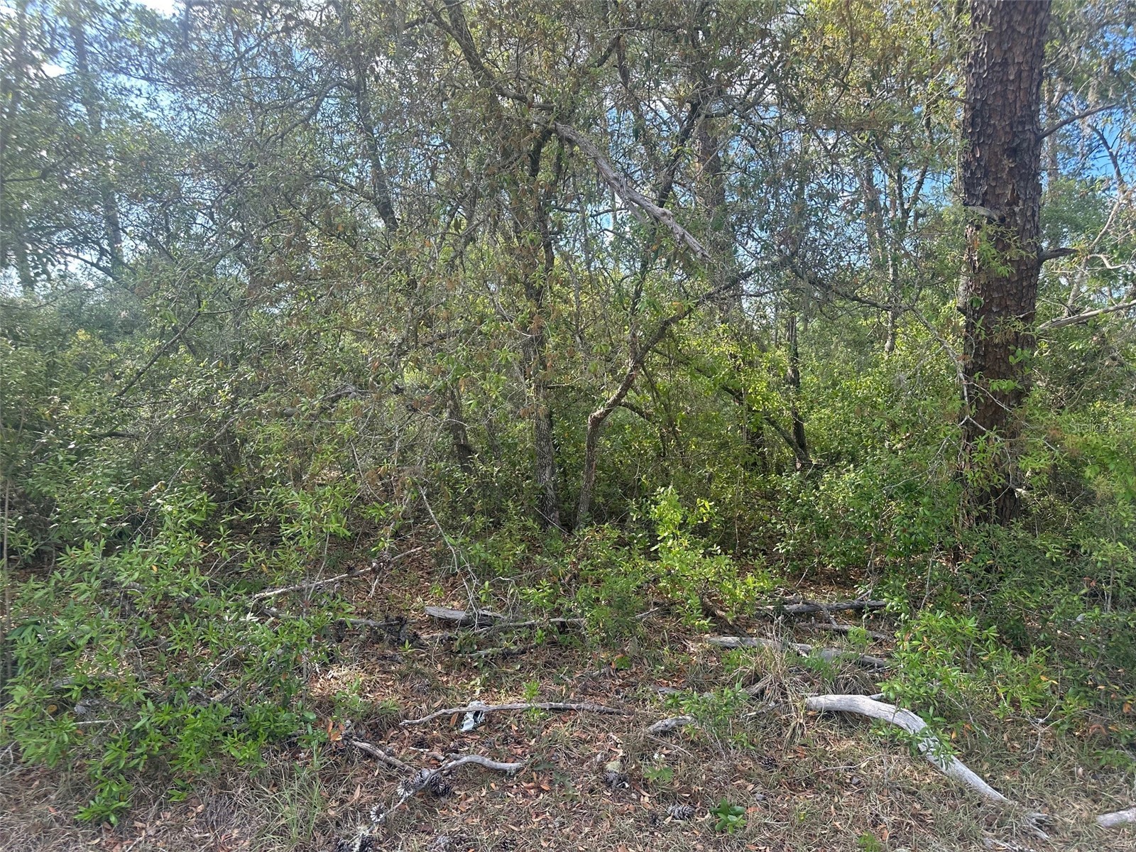 Lot 6 SW 170th Place Ocala FL 34473 OM723345 image1