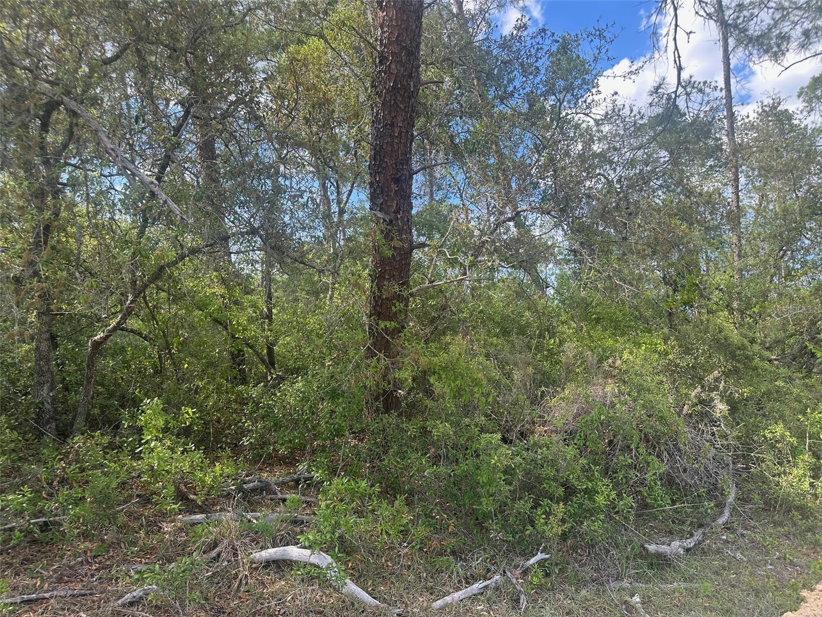 Lot 6 SW 170th Place Ocala FL 34473 OM723345 image2