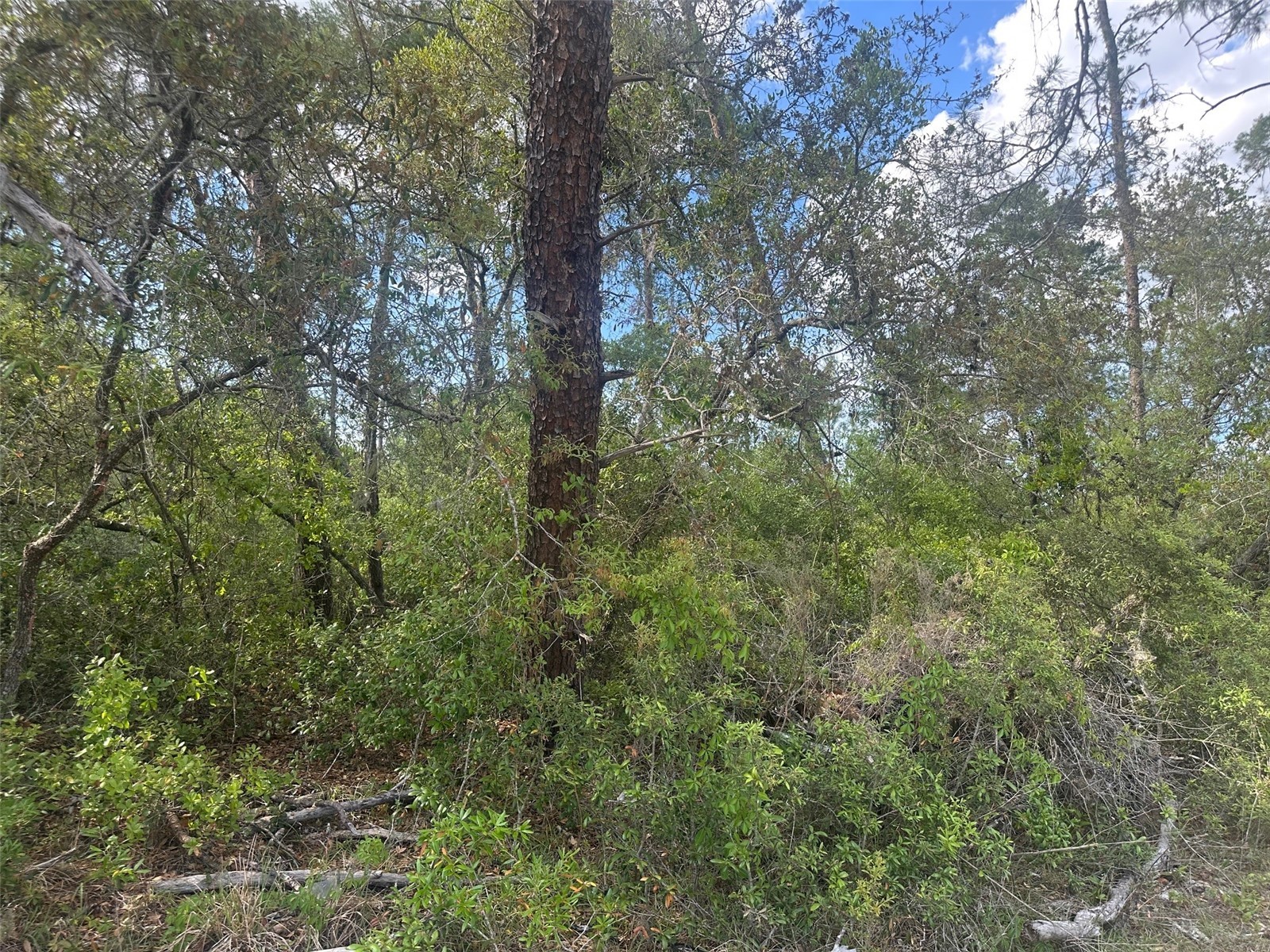 Lot 6 SW 170th Place Ocala FL 34473 OM723345 image3