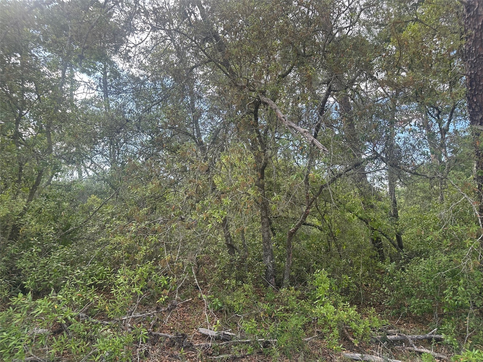 Lot 6 SW 170th Place Ocala FL 34473 OM723345 image5