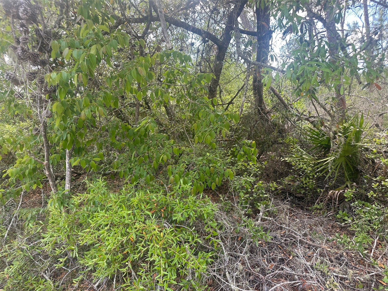 Lot 6 SW 170th Place Ocala FL 34473 OM723345 image6