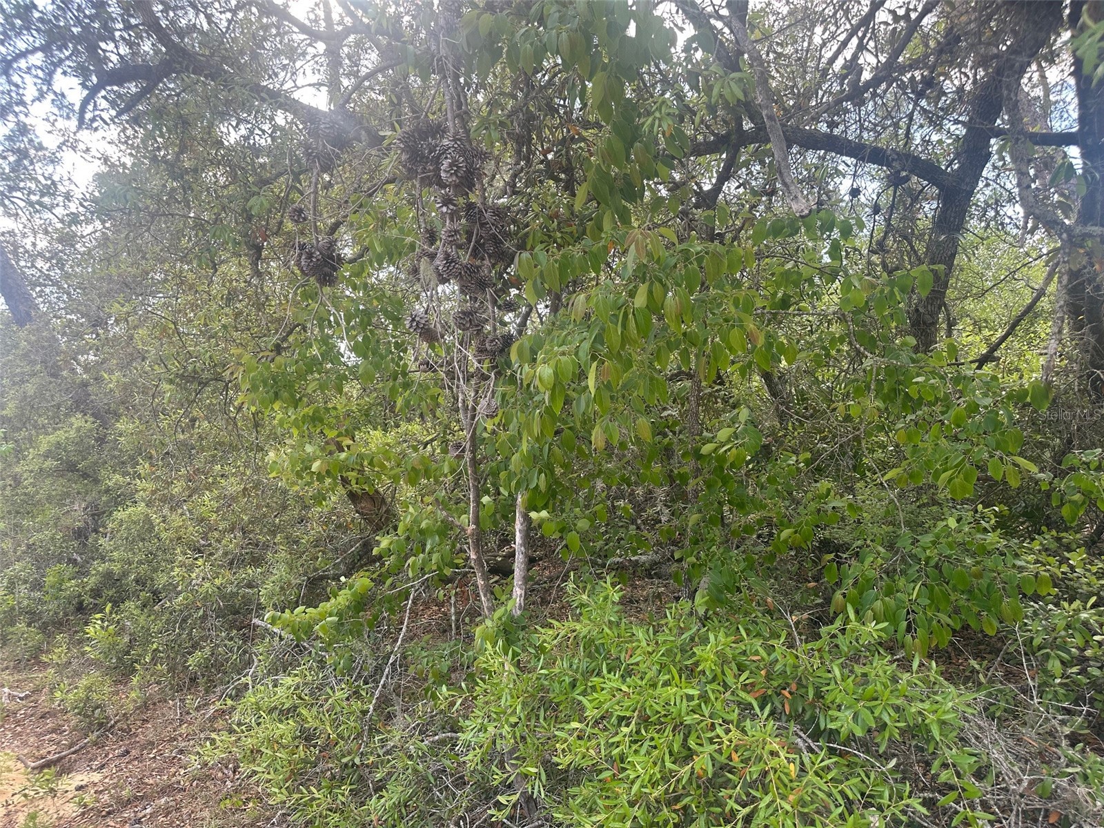 Lot 6 SW 170th Place Ocala FL 34473 OM723345 image7