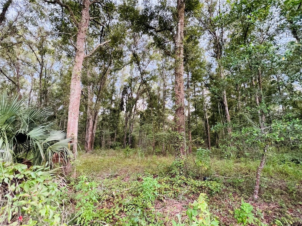 Lot 7 NW 67th Place Bell FL 32619 GC507994 image1