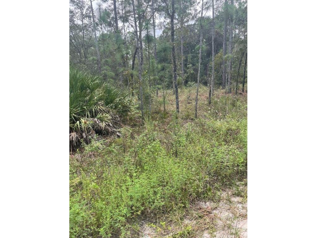 Lot 7 SW 159th Avenue Ocala FL 34481 OM690304 image1