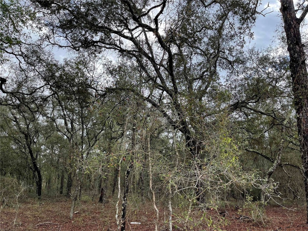 Lot 8 NE 120 Avenue Williston FL 32696 OM680188 image2