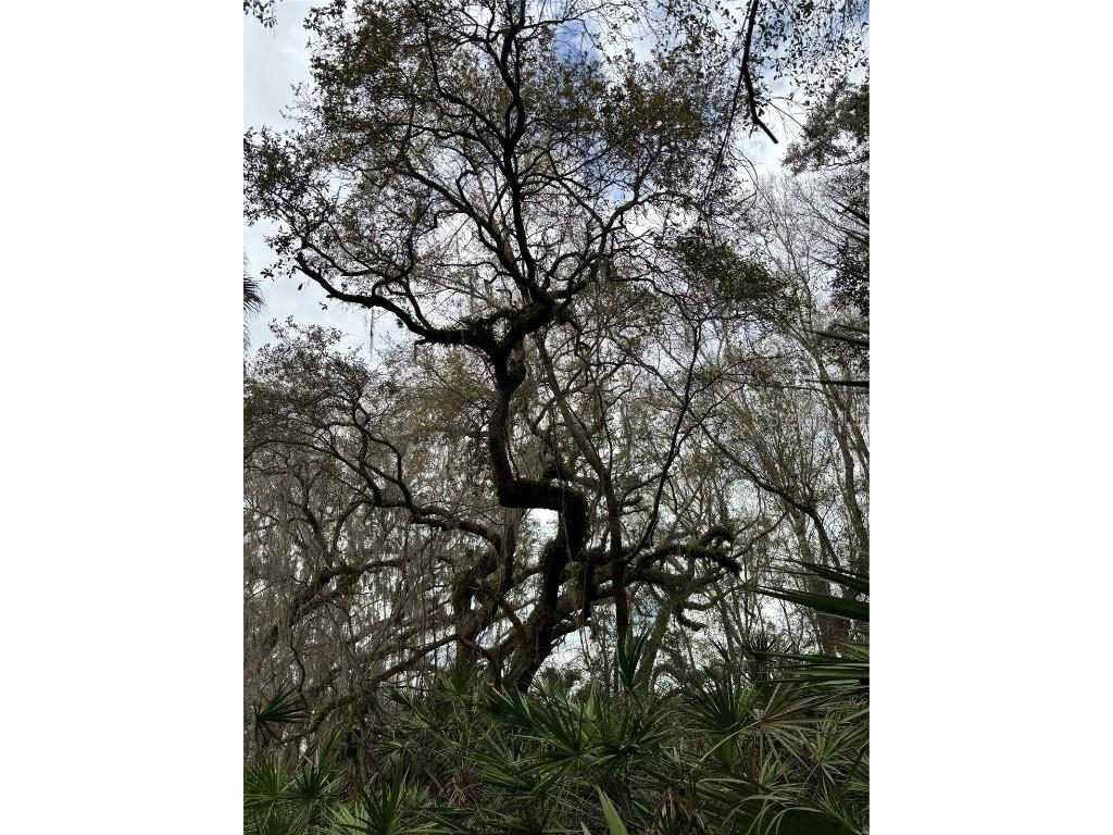 Lot 8 NW 45 Terrace Chiefland FL 32626 - Long Pond GC524497 image1