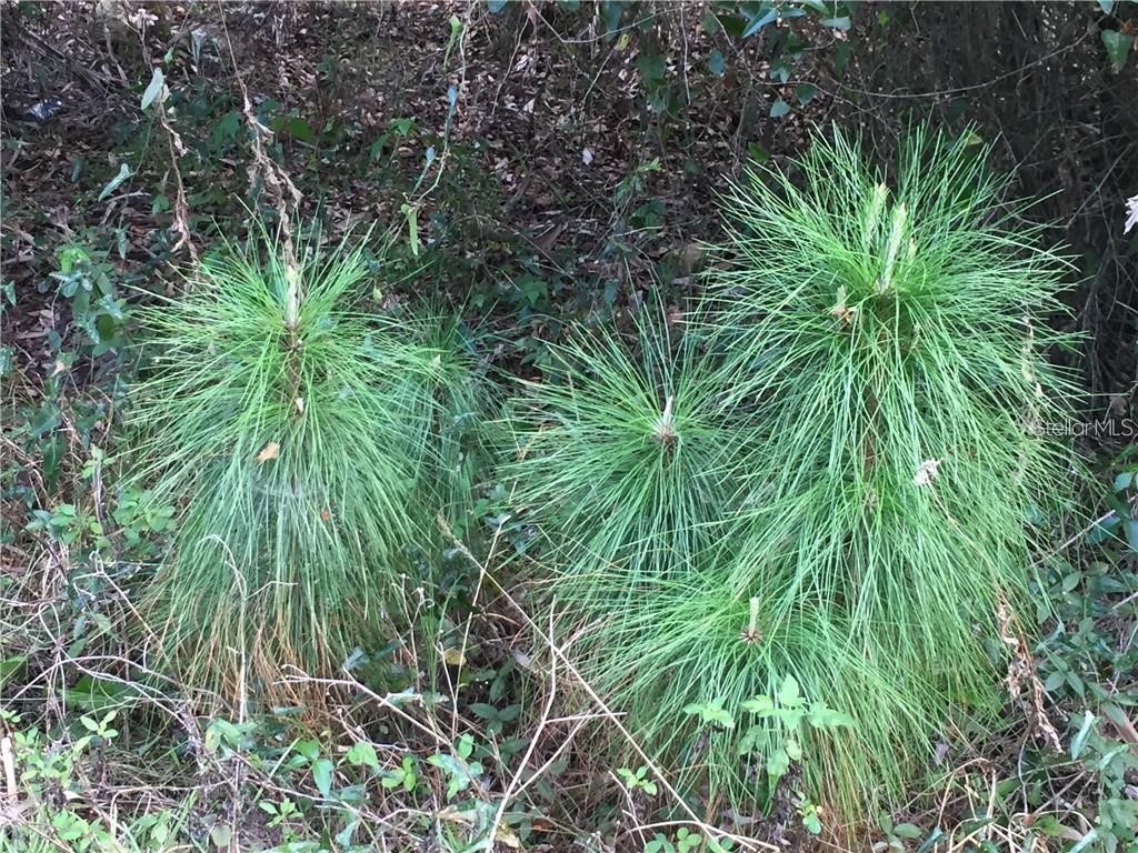 Lot 9 Honeycomb Circle North Port FL 34291 C7520868 image8