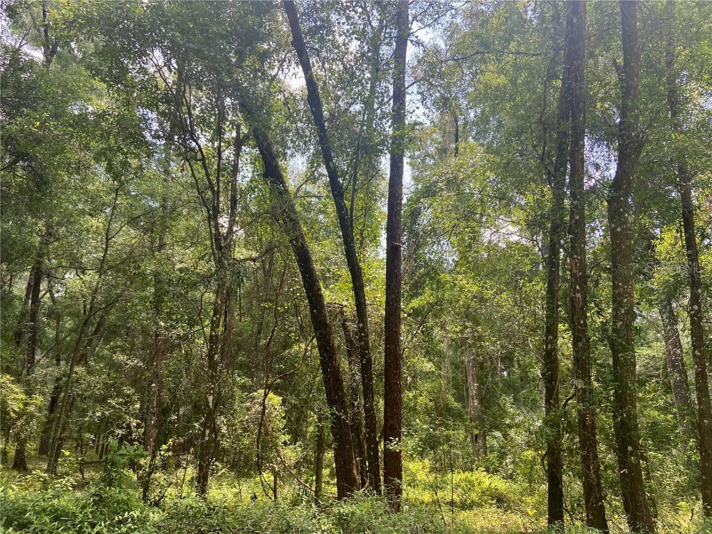 Lot 9 SW 188 Avenue Avenue Dunnellon FL 34432 OM660451 image1