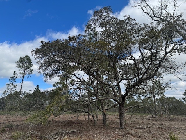 SE State Road 121 Lot C Morriston - Lot C SE STATE ROAD 121 Morriston FL 32668 OM695504 Image8 