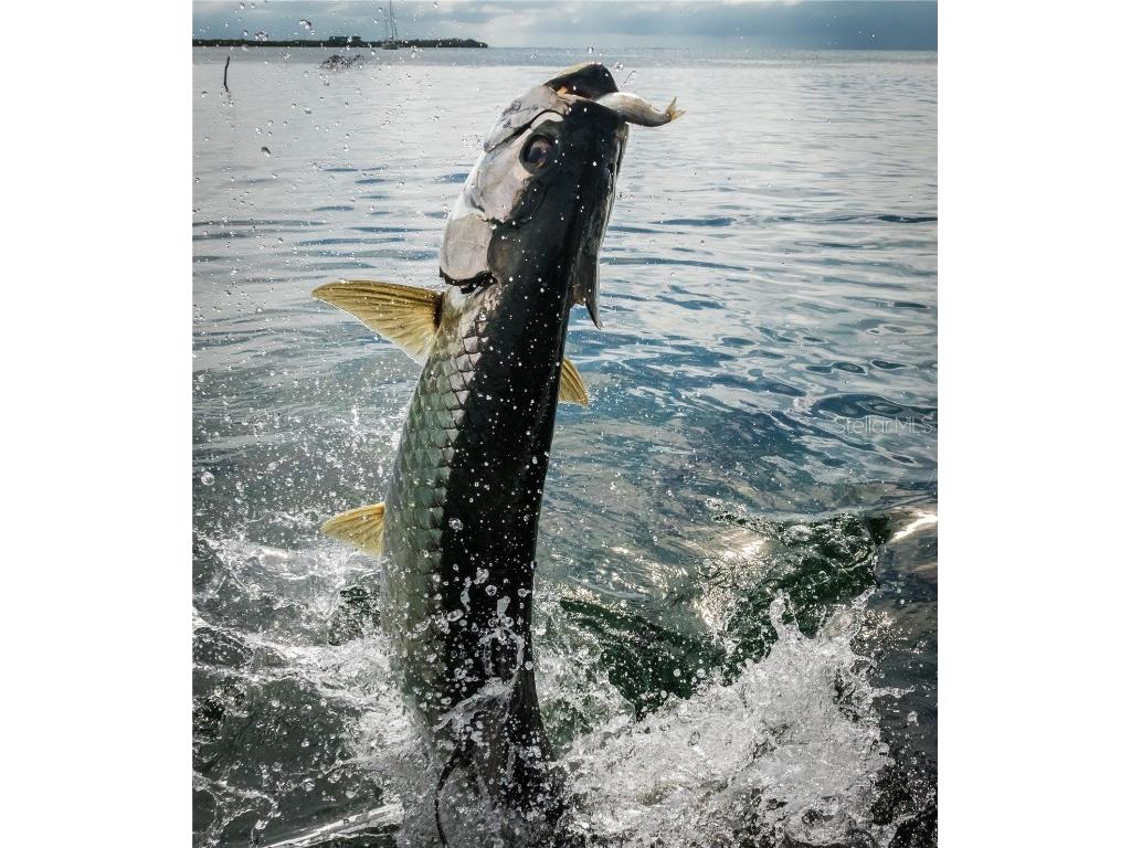 Lots 8-11 Indian Gulf Lane Spring Hill FL 34607 W7878643 image7