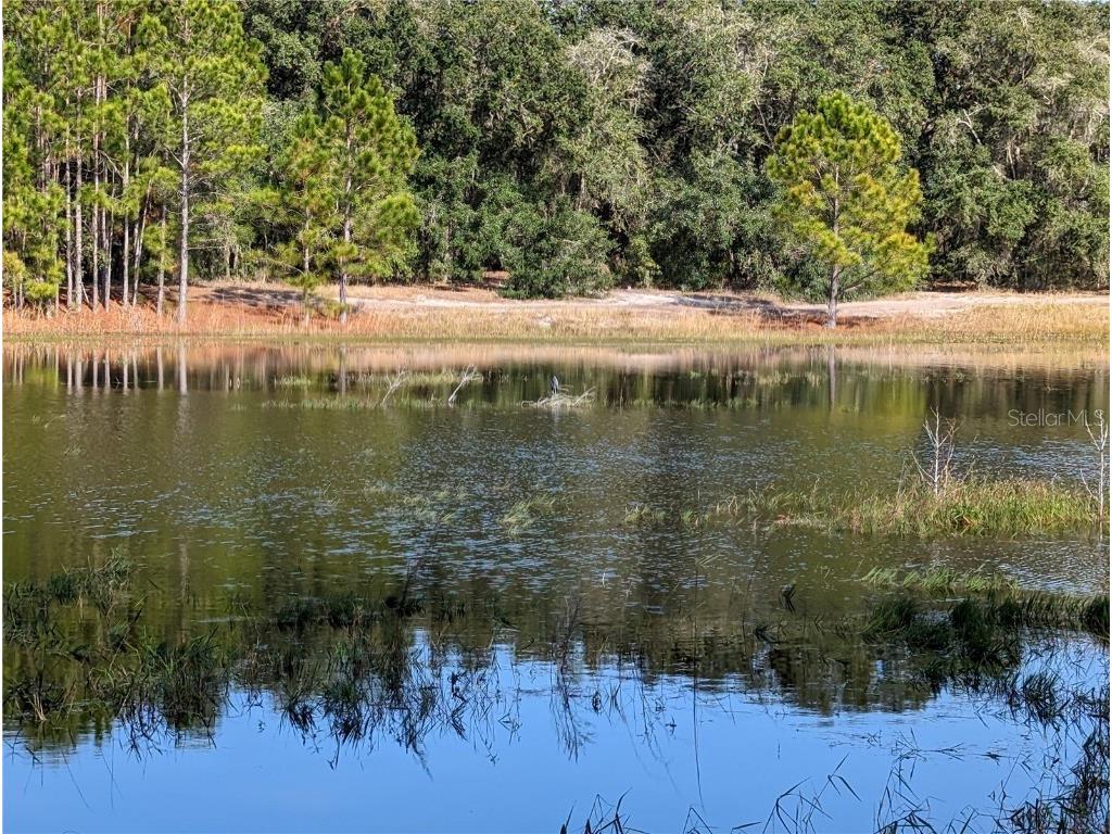 O Malauka Loop Run Ocklawaha FL 32179 - LAKE HERON OM650450 image1