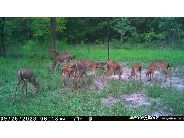 OFF NW 10 Place Chiefland FL 32626 GC537116 image2